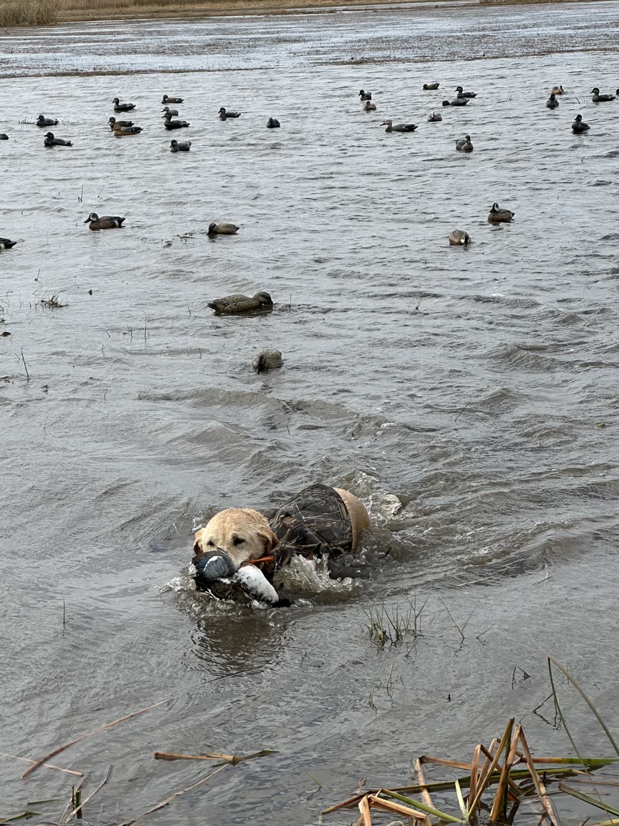 Retriever bringing back a duck through shallow water